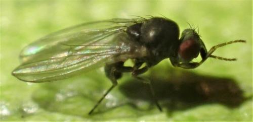 Drosophila sp.